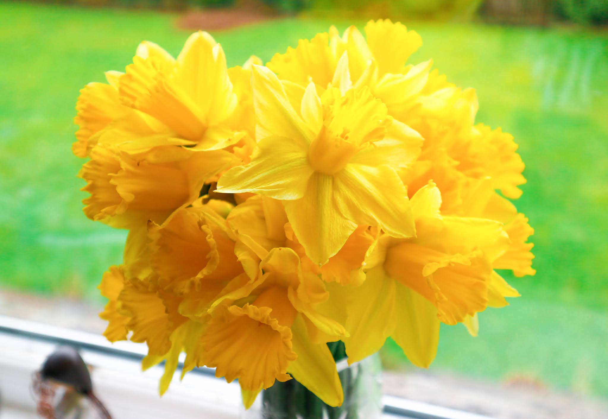 January Flowers Violet Daffodils