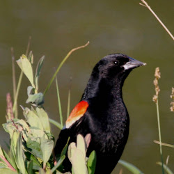 birds blackbird winged fly south male season