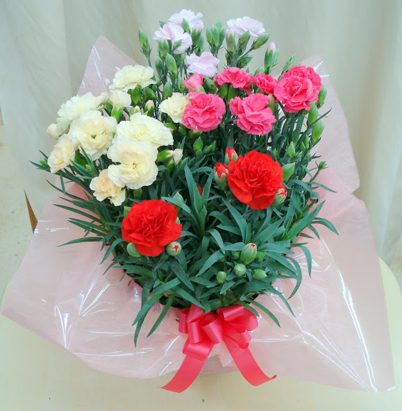 母の日に鉢植えのカーネーションを安くお得に贈る方法と良いカーネーションの選び方 管理方法や育て方について Aliexpressで買ったもの