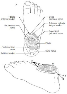 Anatomy and approaches to the nerves