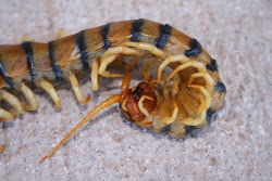 cycle centipedes centipede dead rid