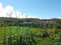 St Ives Cornwall Allotment