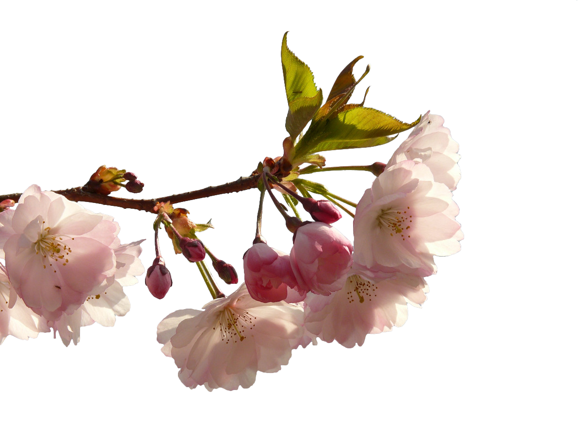Cherry Blossom Tree free png - PNGKH.COM