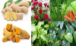 Berbagai jenis tanaman obat herbal batuk untuk anda ketahui