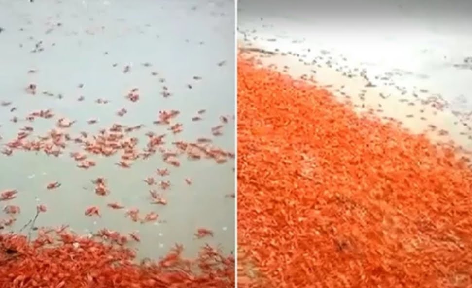 Mistero in Messico: migliaia di aragoste rosse morte su una spiaggia.