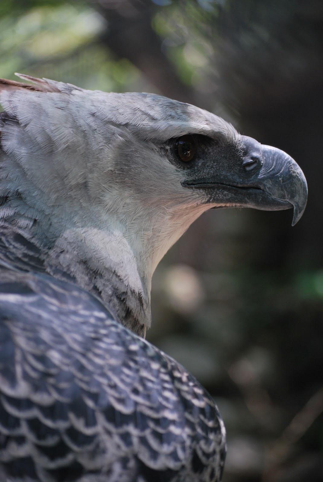 Humboldtina Venezuela Harpyie Harpia harpyja Aguila Harpía