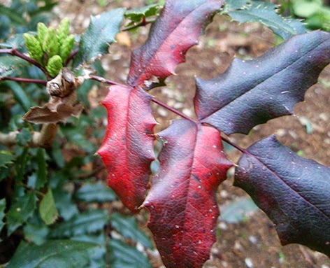 Hojas coloreadas de la mahonia