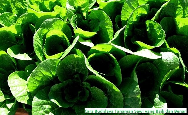 Cara Budidaya Tanaman Sawi Yang Baik Dan Benar