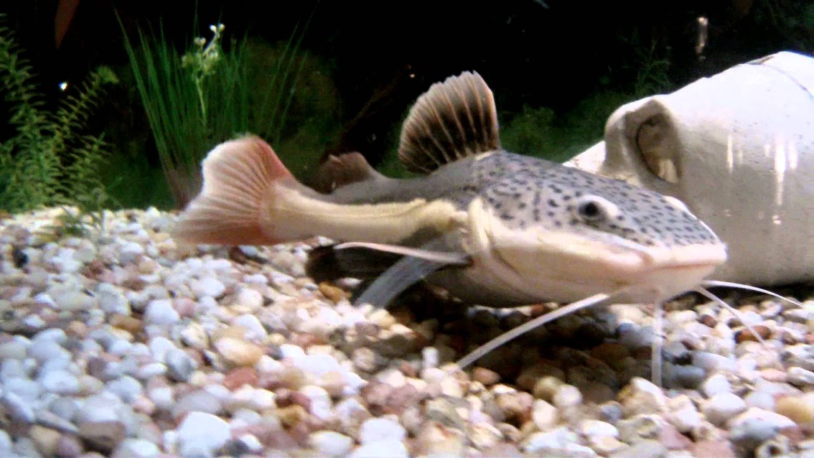 Some of you might wonder is there any catfish nutrition that you will get f...