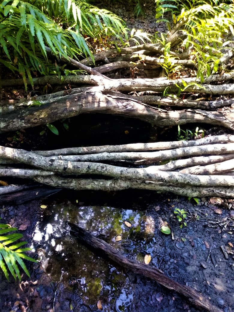 eMalangeni Forest What is a peat swamp forest?