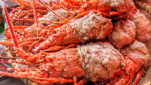 Bakso lobster cibitung yang sedang viral