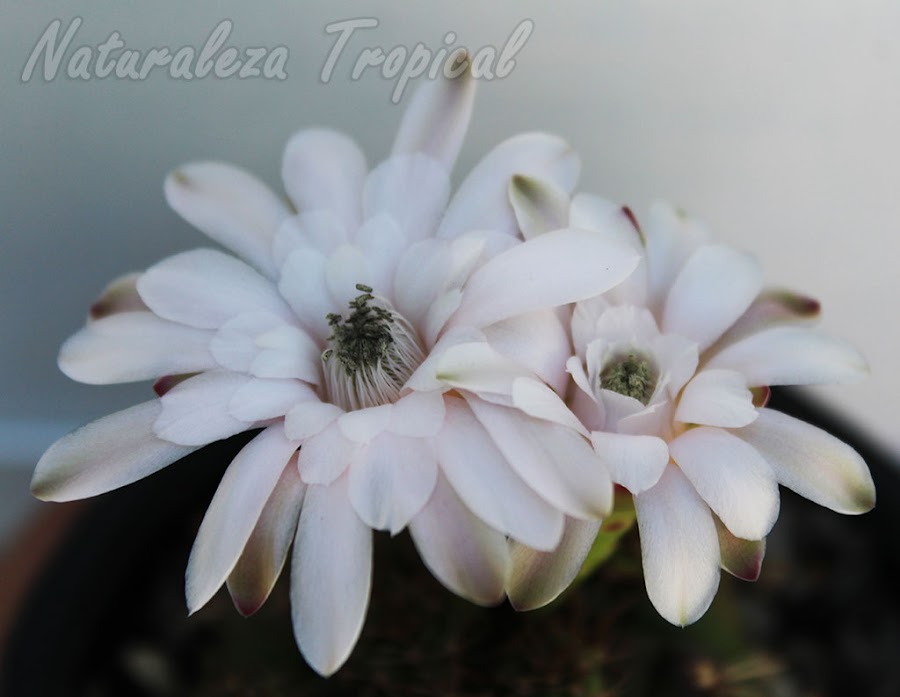 Detalles de las flores del cactus ornamental Gymnocalycium anisitsii