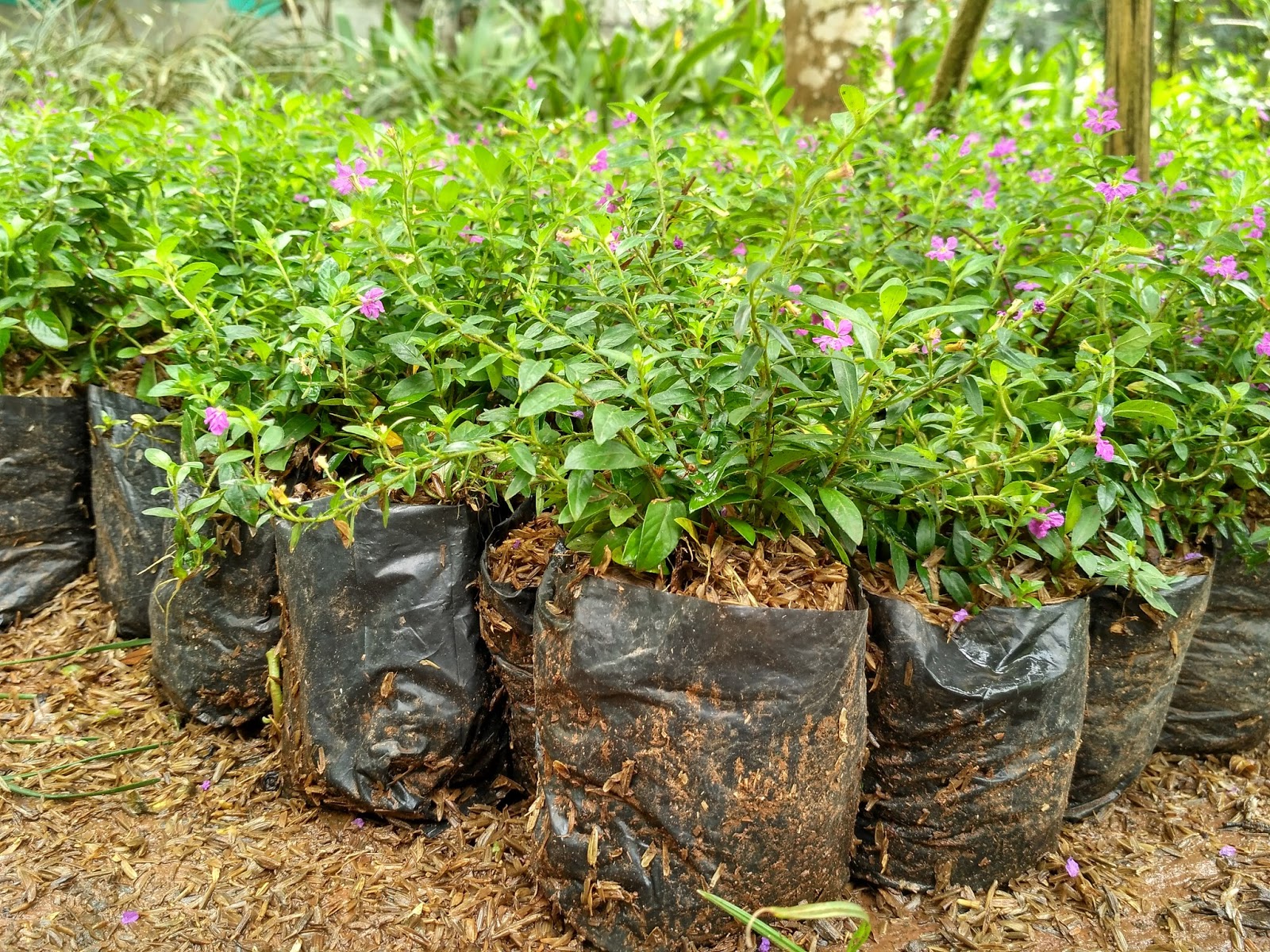 Tanaman Taiwan Beauty Tukang Taman Minimalis Tukang Tanaman Hias Tukang Taman Bunga Tukang Taman Hobbytamanlandscape