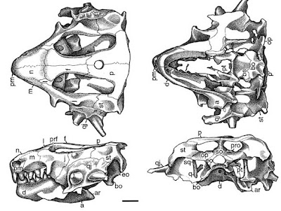 Hypsoganthus skull
