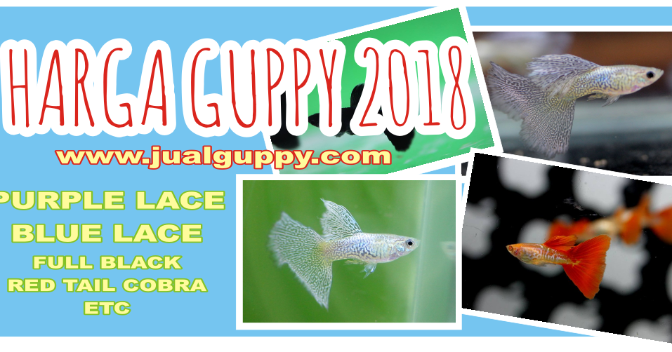 Harga Ikan Guppy Import Berdasarkan Jenisnya | Sale Guppy ...