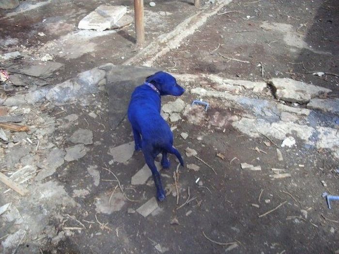 Почему собака синяя. Синяя собака. Синие собаки в Дзержинске. Синяя собака в реале. Синяя собака фото.