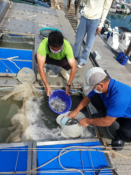 增漁業資源永續海洋生態 台中放流百萬尾午仔魚苗