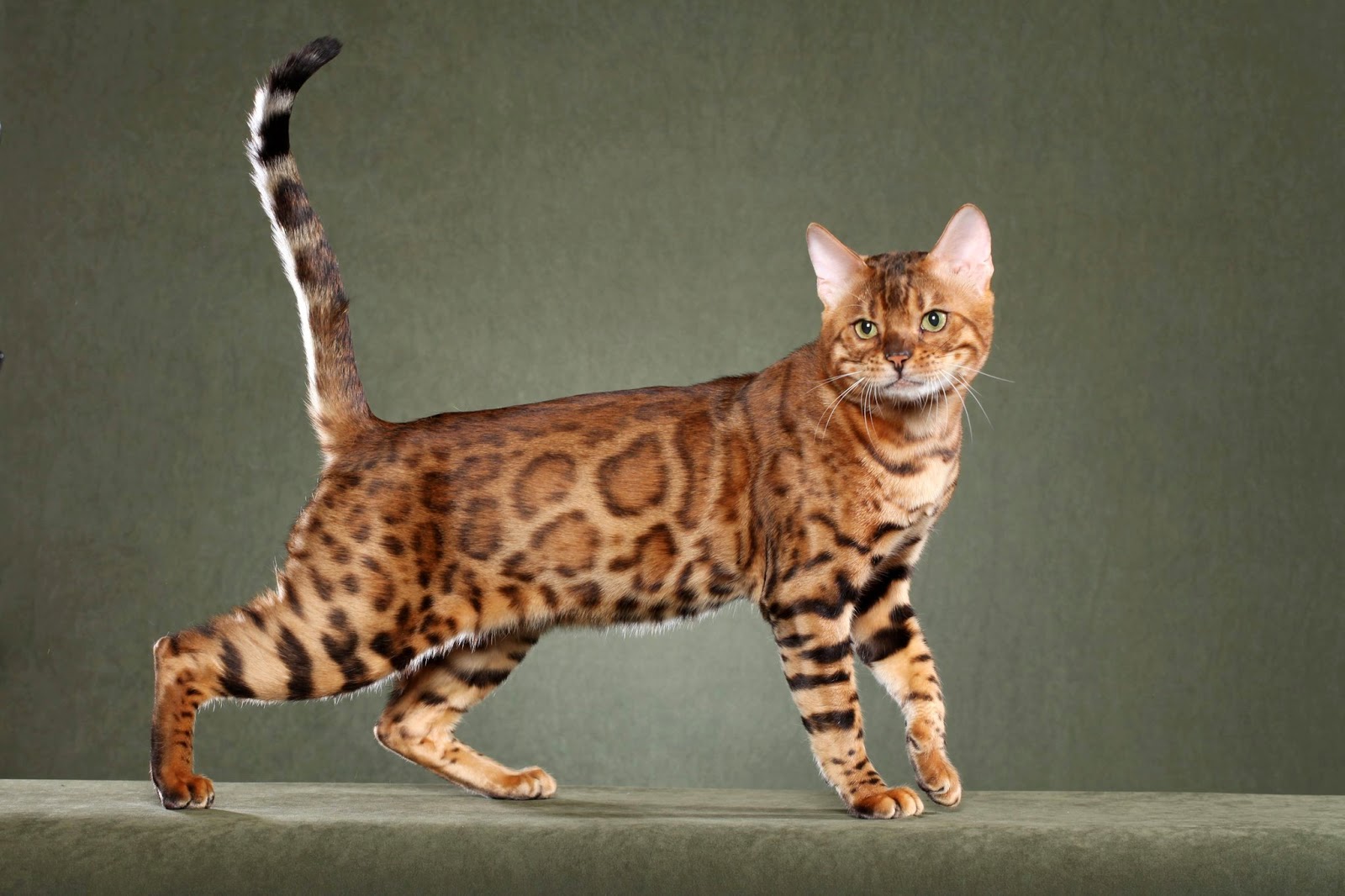 How Much Is A Purebred Bengal Cat