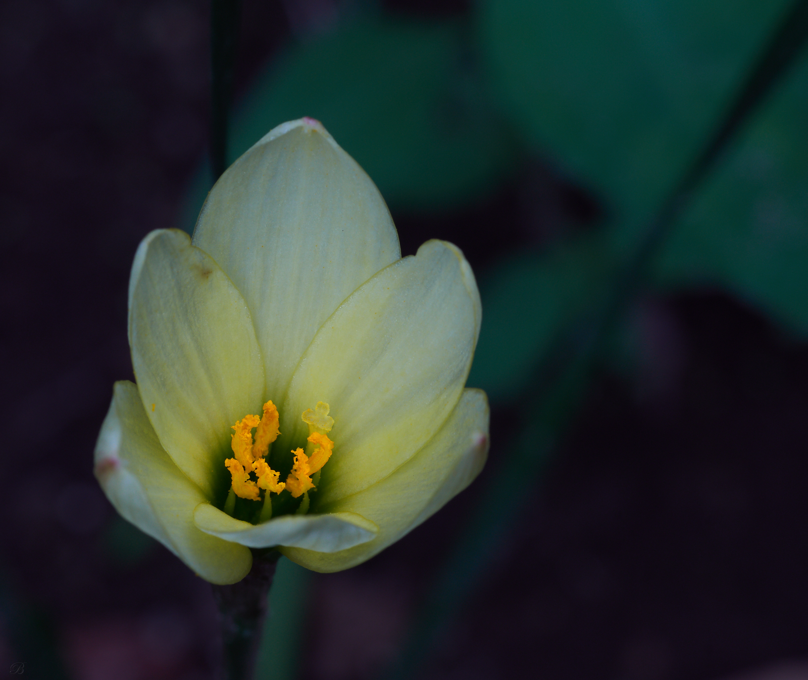 2 groups of six and a rule of thirds = a pretty good macro/closeup