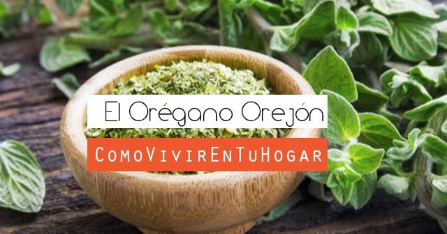 🌱 El orégano orejón es bueno para los riñones en [2020]