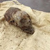 Impactante Cráneo Alargado Momificado De Un Bebé En La Costa De Perú