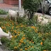 Дарницькими вулицями прогулюється стадо кіз 