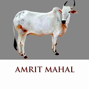 amrit mahal cattle breed