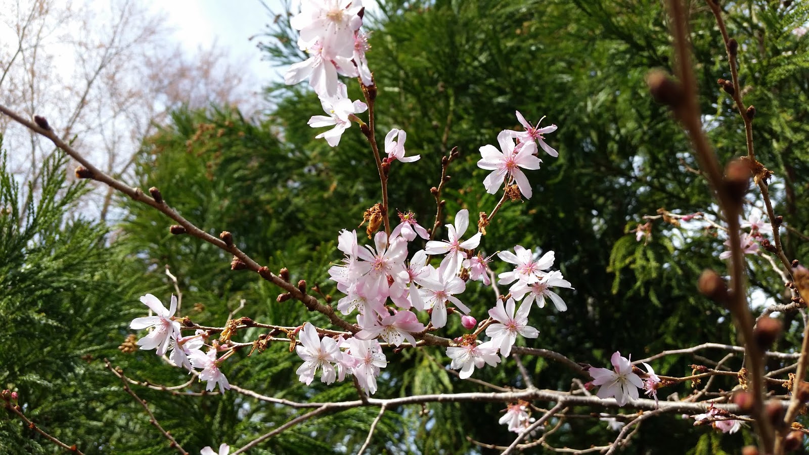 24 Best Spiraea Images Plants Garden Flowers