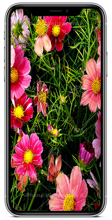 Flower Wallpapers iPhone
