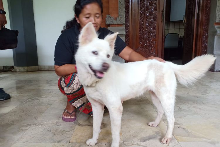 Fakta Anjing Kintamani Memperoleh Sertifikat Ras Asli Indonesia