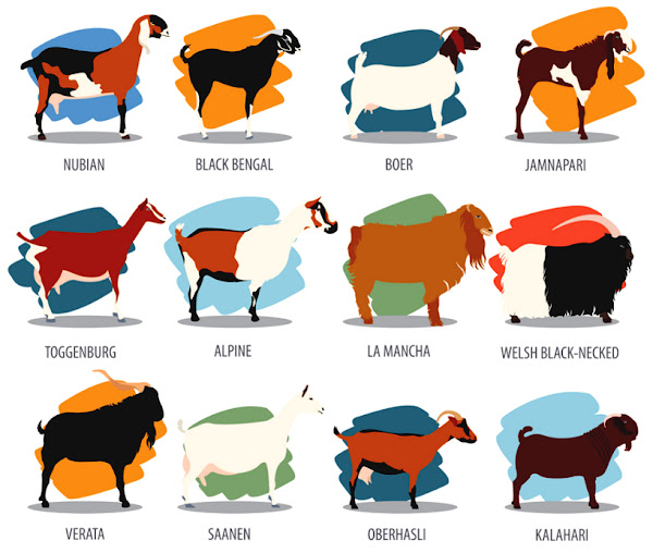 goat breeds, different goat breeds, list of goat breeds, types of goat breeds, top goat breeds, best goat breeds