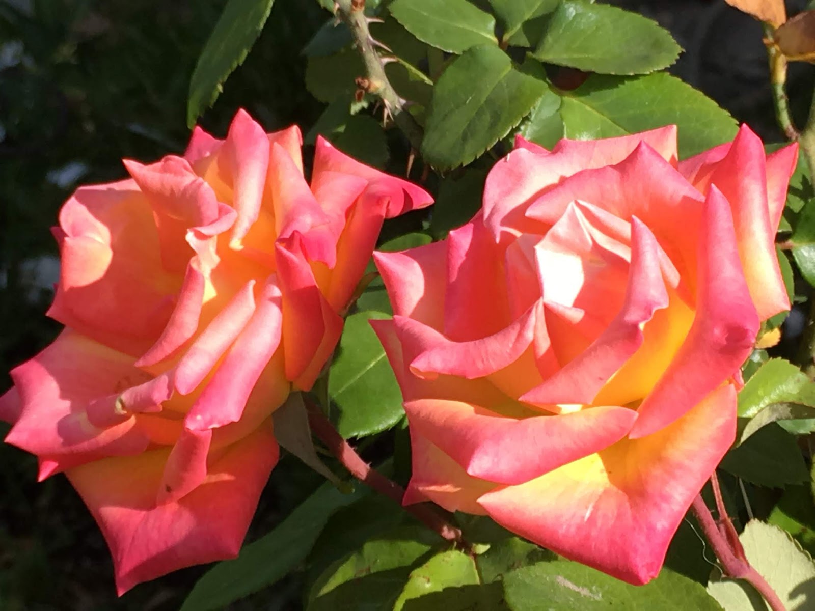Poetry Laurels: Poems for Valentine's Day - Will You Walk By My Side?