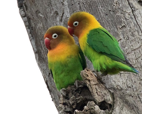 13 Jenis dan Warna Burung Lovebird Teranggun Beserta 