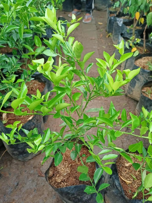 BIBIT tanaman pohon buah JERUK NIPIS limo limau keep nagami songkit sonkit purut santang madu Maluku Utara