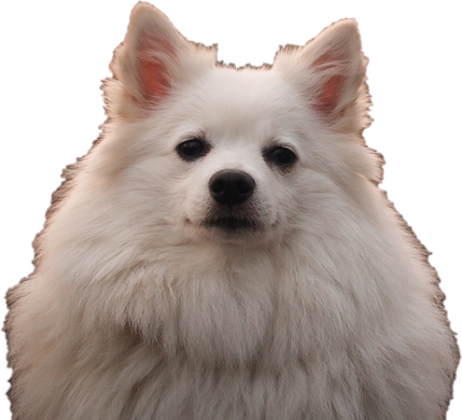 25 Jenis Anjing Kecil Lucu - BULU KUCIING
