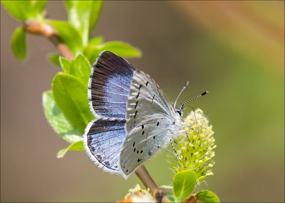 Первая бабочка весной фото. Голубянка крушинная. Бабочка голубянка. Голубянка Весенняя бабочка. Celastrina argiolus.
