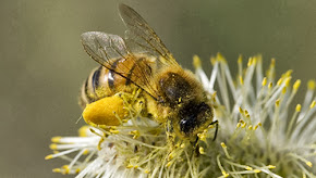Rimedi naturali contro le punture di api e vespe