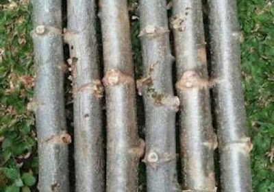 Cara Menanam Batang Pohon Singkong 
