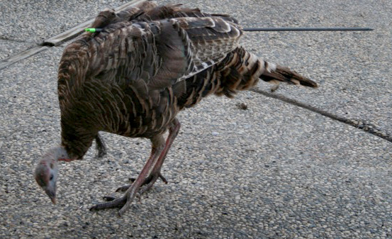 Perry recommends best of What do you call a group of turkeys Funimation anime with nudity