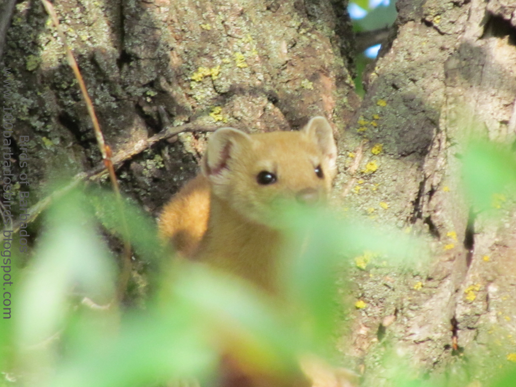 The Enthusiastic Birder Calgary, Alberta Days 9 & 10 August 910th
