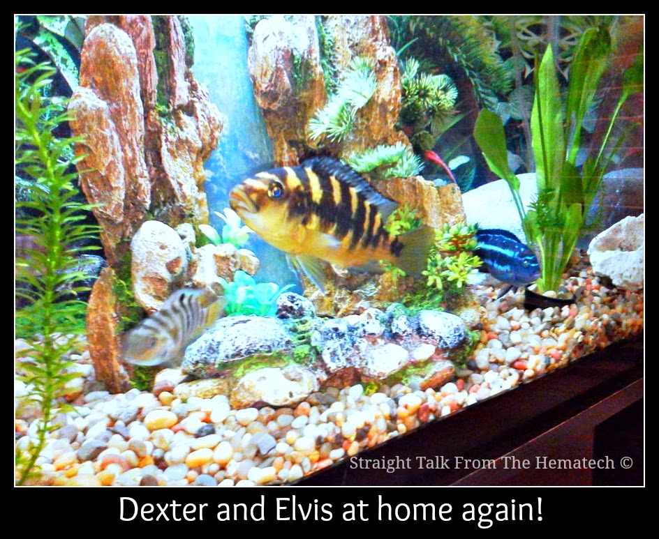 Straight Talk From The Hematech Help! My Fish Tank Is Leaking Water