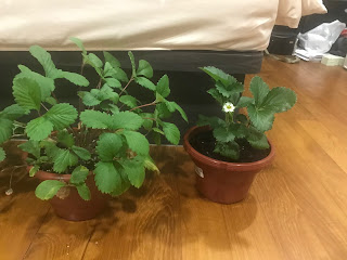 Strawberry planting substrates