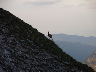 Gämsen traf ich an diesem Tag viele - aber die meisten waren zu scheu, um sie zu fotografieren