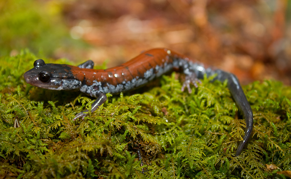 How do Lungless salamanders breathe? How long do they live?