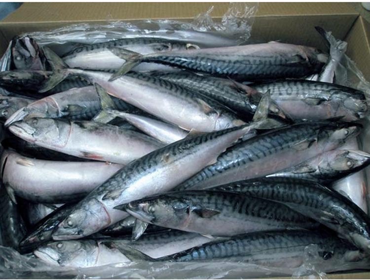 Mackerel Canned Fish, Mackerel Tomato Sauce, Mackerel Tin Fish, Price