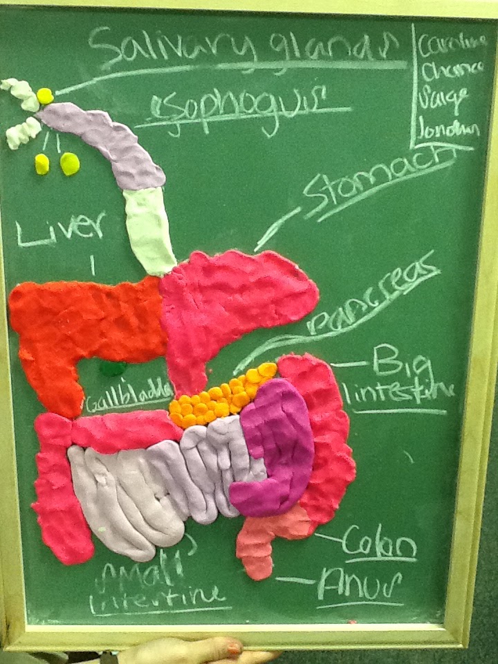 Junior High: 7th Grade Health Learns the Digestive System
