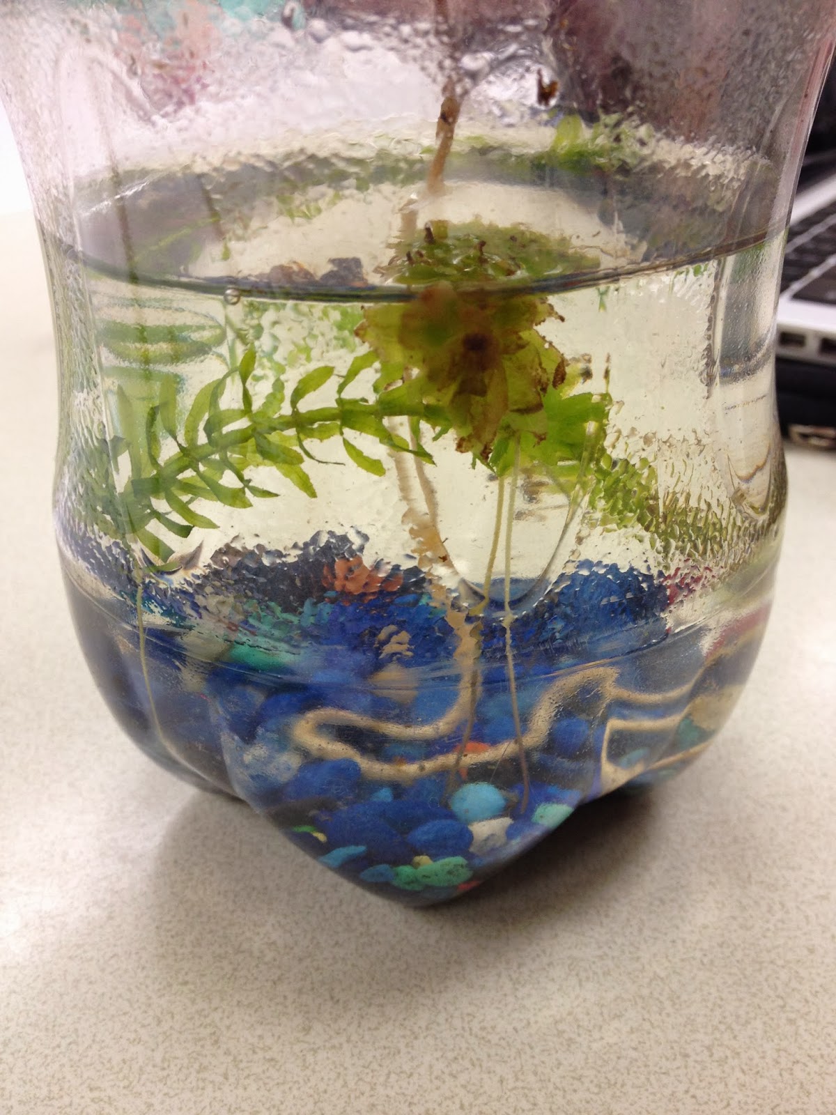 Ecosystem in a Bottle: Ecosystem in a Bottle: Week 5