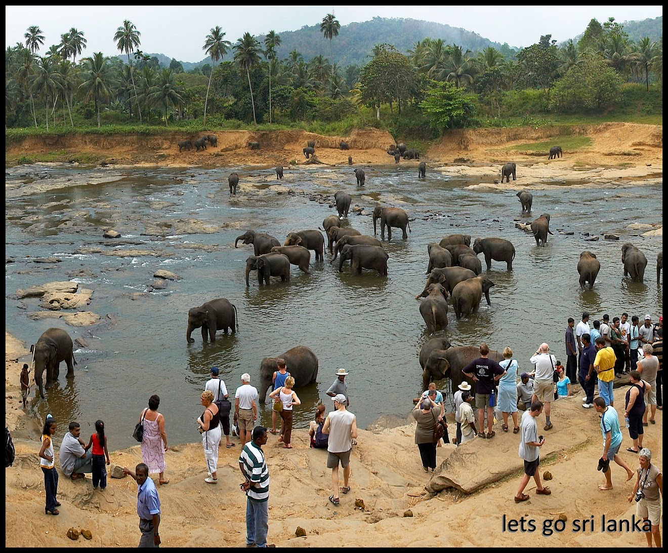 Пиннавела шри. Пиннавела Шри Ланка. Шри Ланка слоны Пинавелла. Шри Ланка питомник слонов. Зоопарк Пиннавела Шри Ланка.