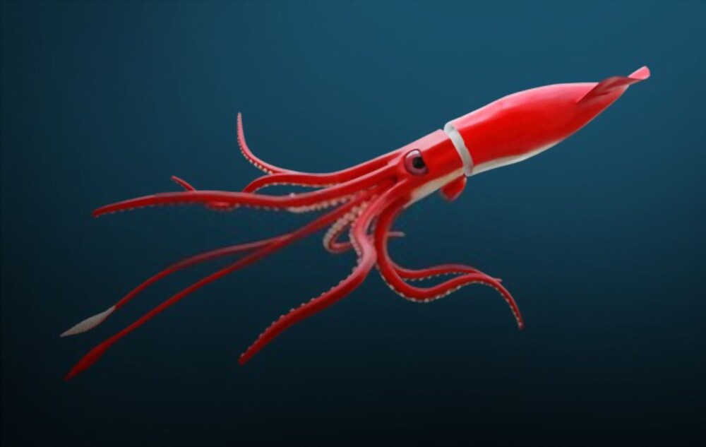 Colossal Squid