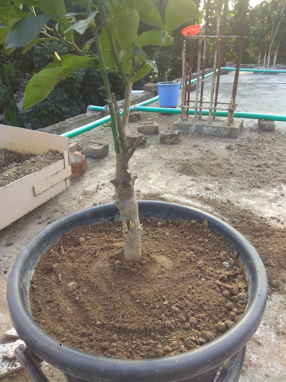 How To Prepare Soil for Roof Gardening/Balcony Gardening - Green Life